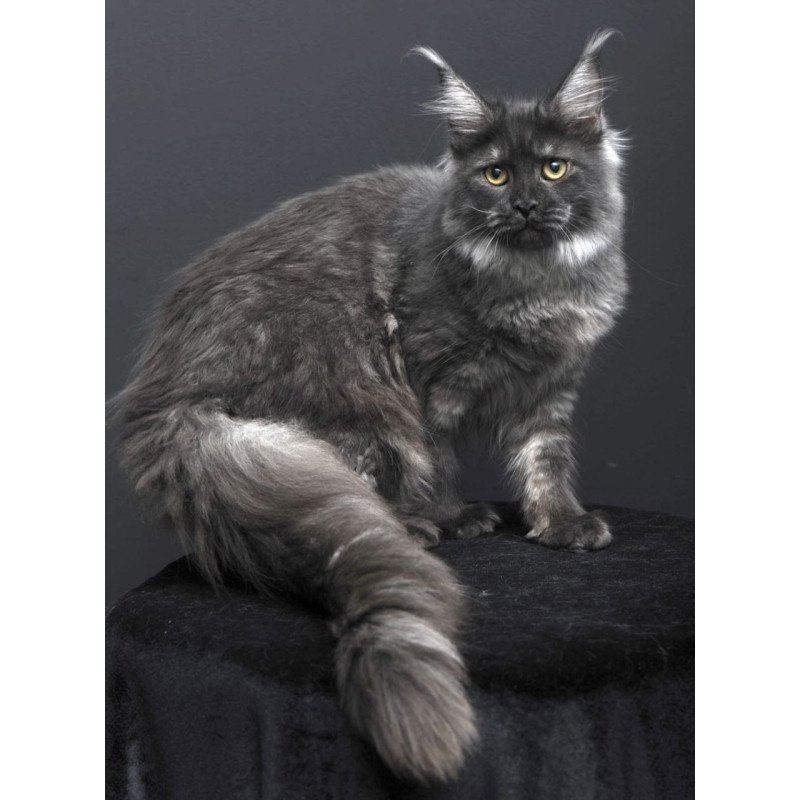 Maine Coon AP Fanta