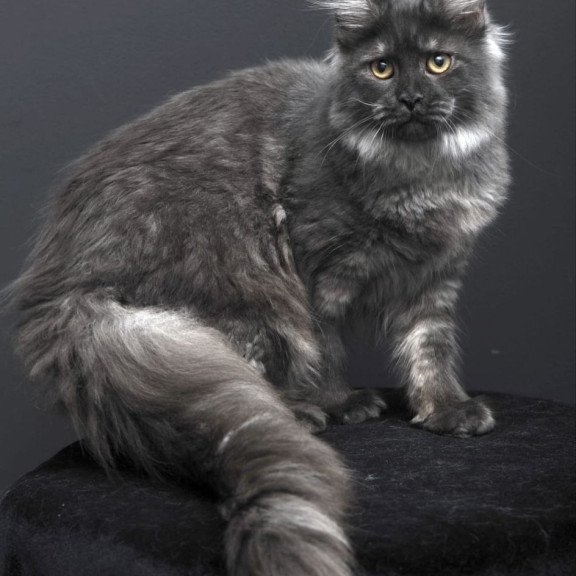 Maine Coon AP Fanta
