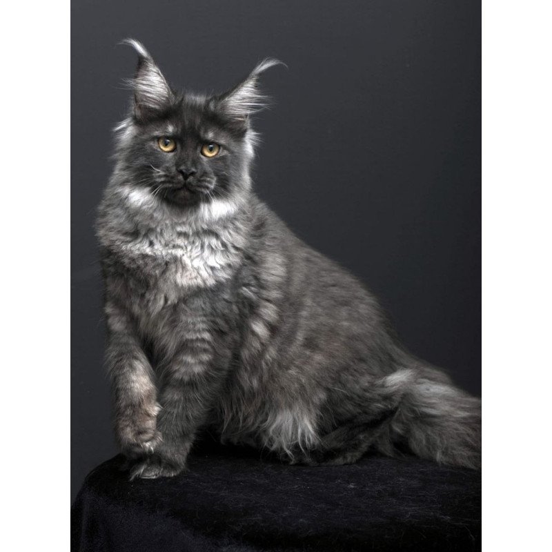 Maine Coon AP Fanta