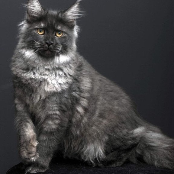 Maine Coon AP Fanta