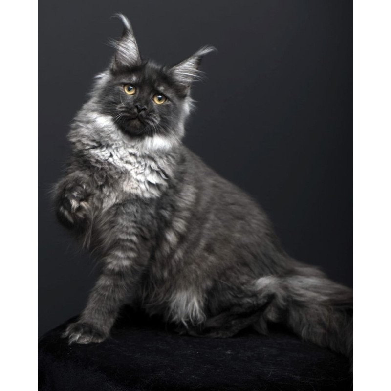 Maine Coon AP Fanta