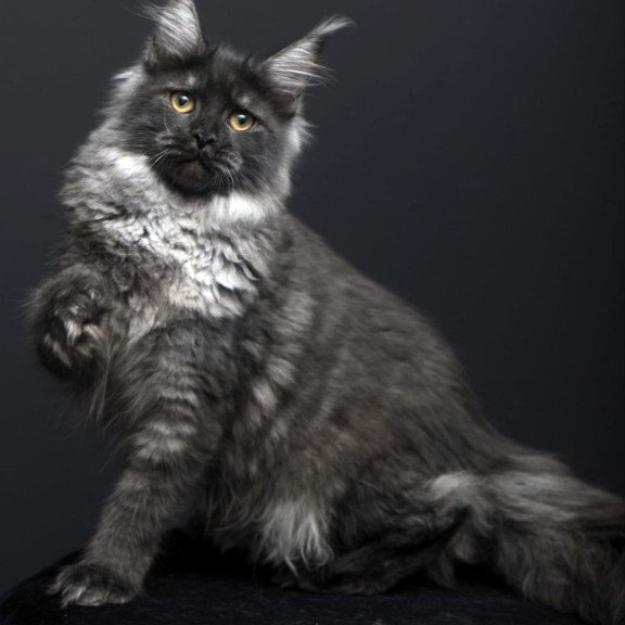 Maine Coon AP Fanta