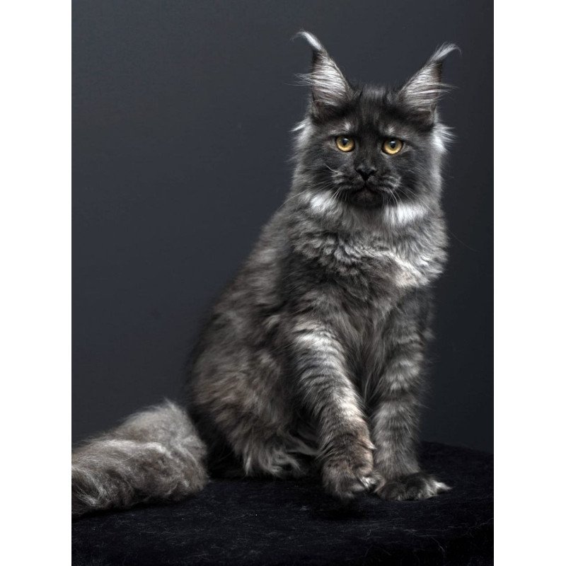 Maine Coon AP Fanta