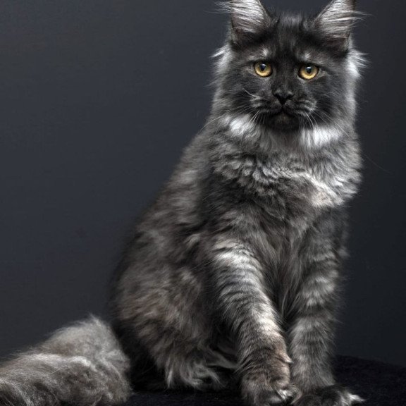 Maine Coon AP Fanta