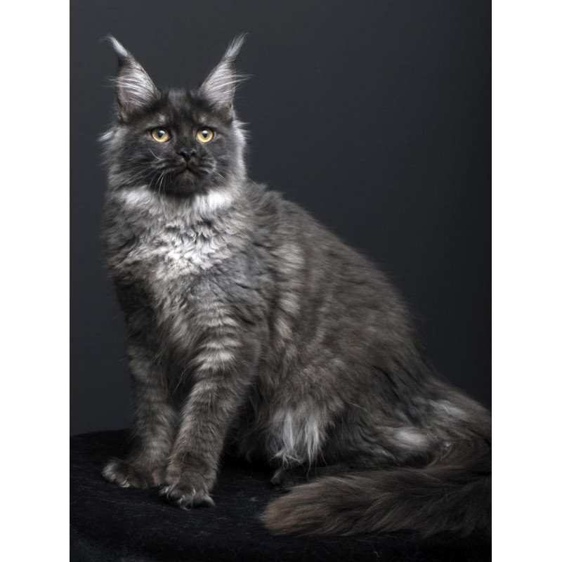 Maine Coon AP Fanta