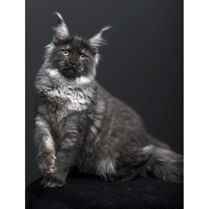 Maine Coon AP Fanta