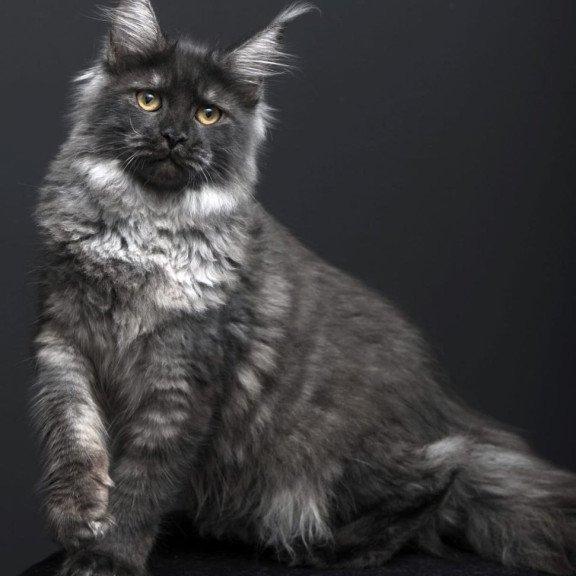 Maine Coon AP Fanta