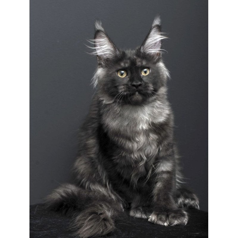 Maine Coon AP Nade