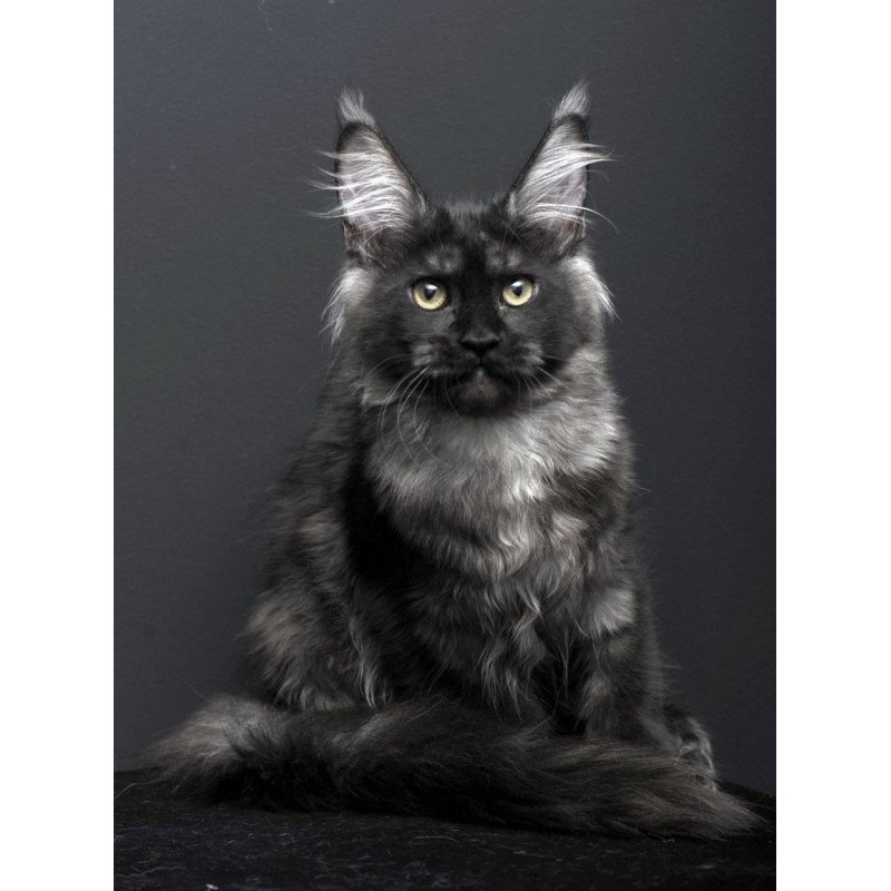 Maine Coon AP Nade