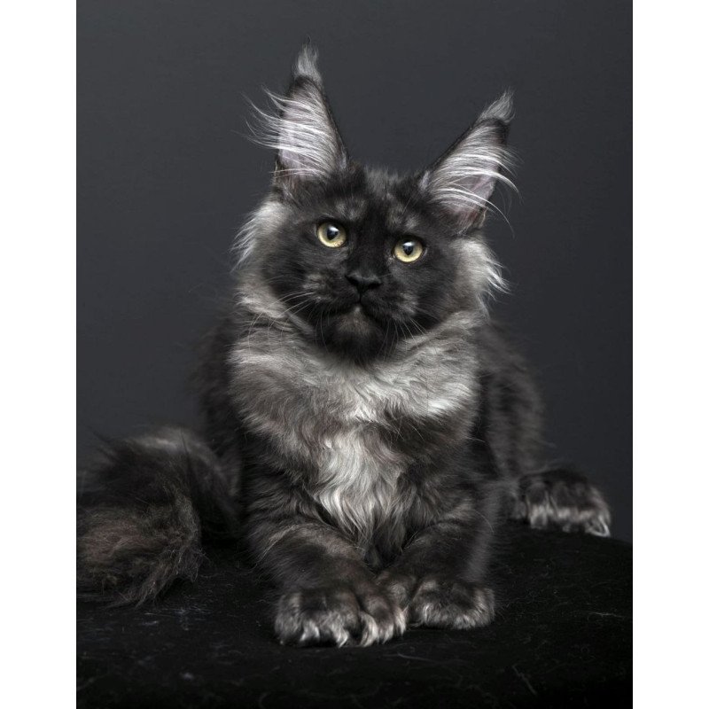 Maine Coon AP Nade