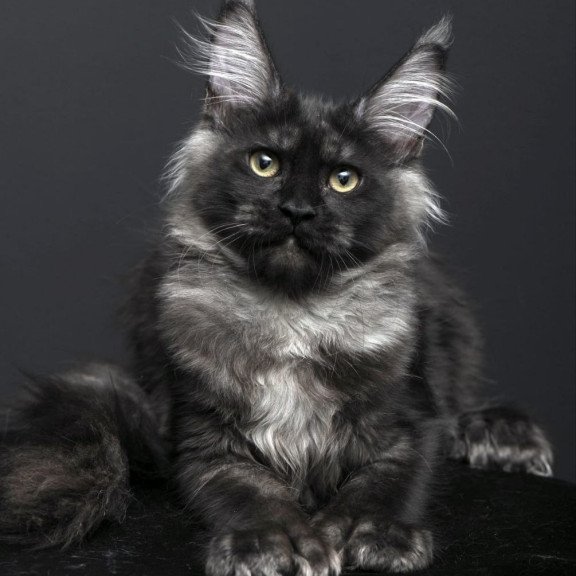 Maine Coon AP Nade