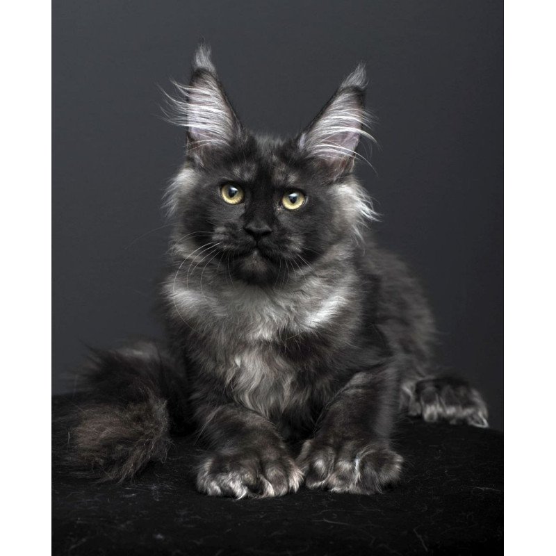 Maine Coon AP Nade