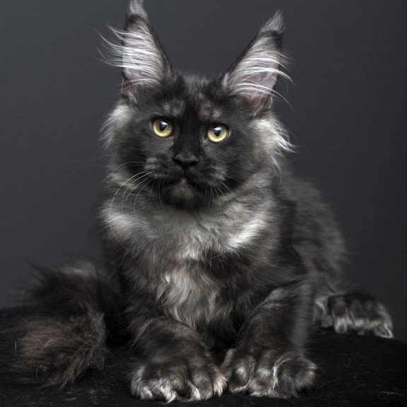 Maine Coon AP Nade