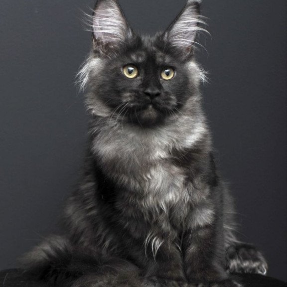 Maine Coon AP Nade
