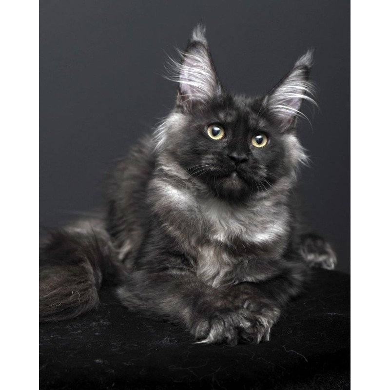 Maine Coon AP Nade