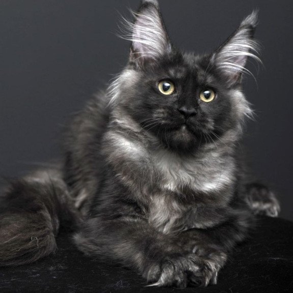 Maine Coon AP Nade