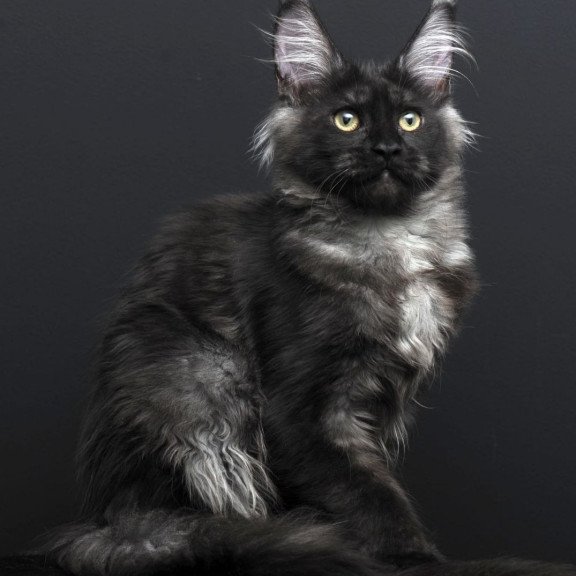 Maine Coon AP Nade