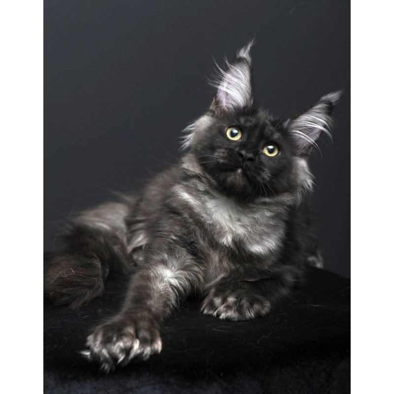 Maine Coon AP Nade
