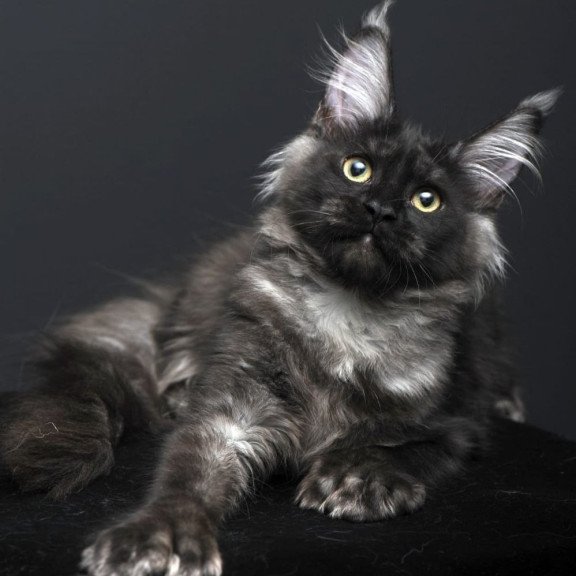 Maine Coon AP Nade