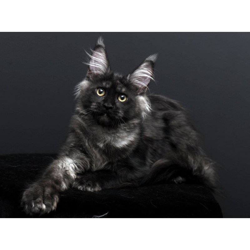 Maine Coon AP Nade