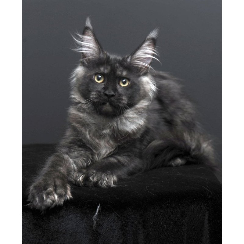 Maine Coon AP Nade