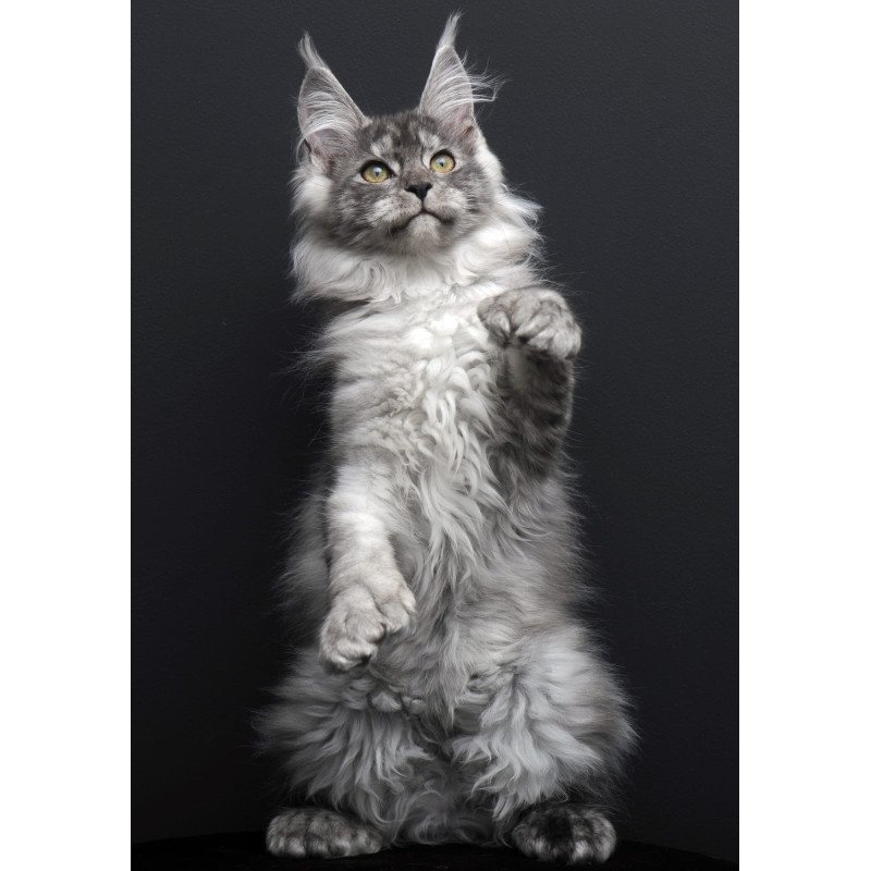 Maine Coon AP Ody