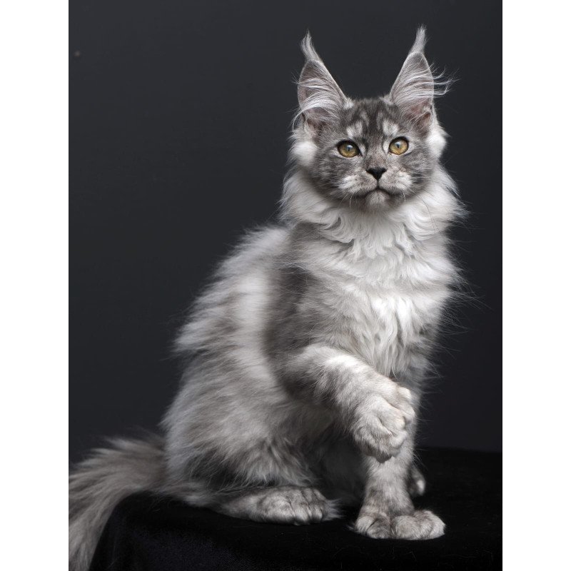 Maine Coon AP Ody