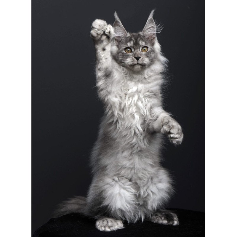 Maine Coon AP Ody