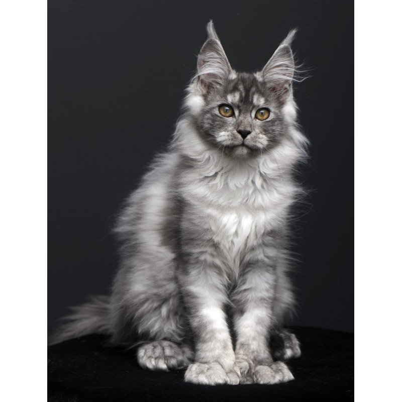 Maine Coon AP Ody