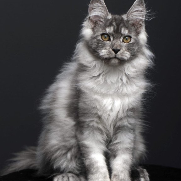 Maine Coon AP Ody