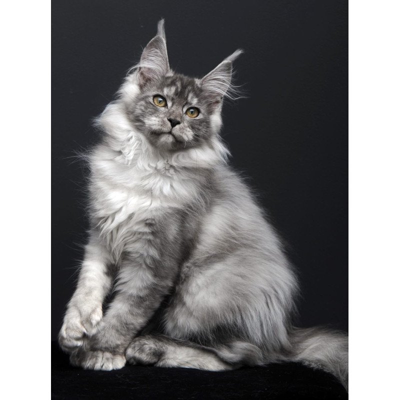 Maine Coon AP Ody