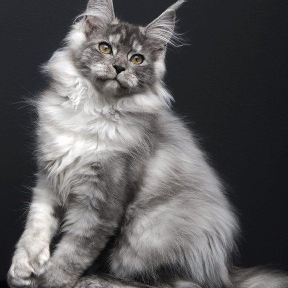 Maine Coon AP Ody