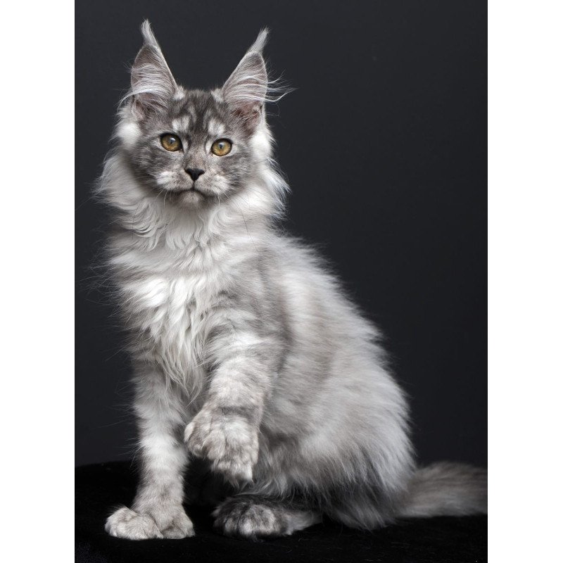 Maine Coon AP Ody