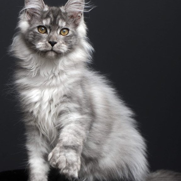 Maine Coon AP Ody