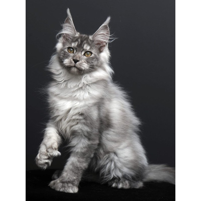 Maine Coon AP Ody