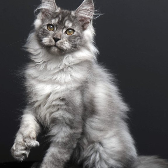 Maine Coon AP Ody