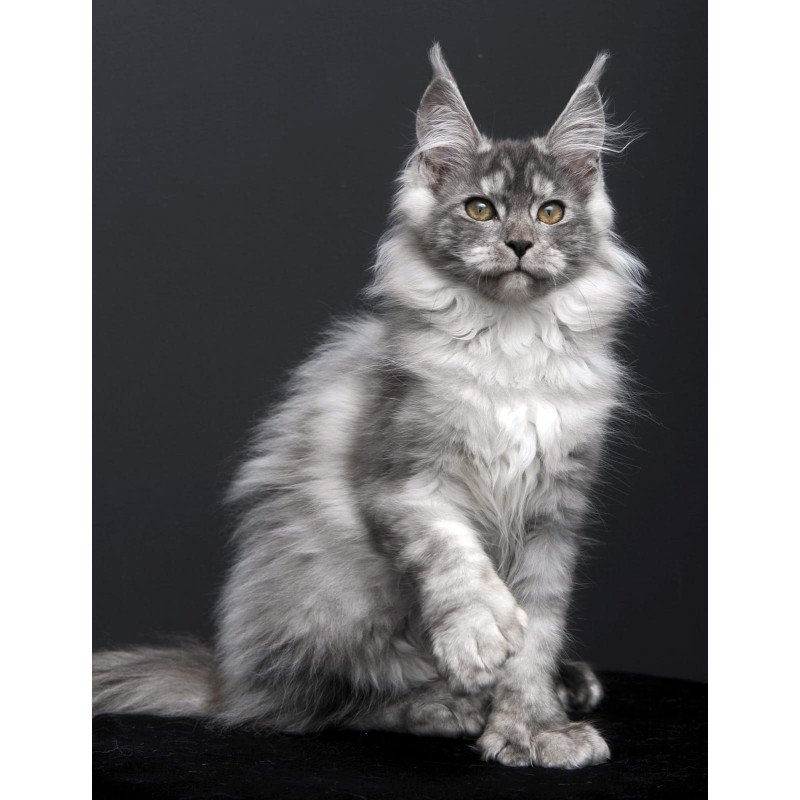 Maine Coon AP Ody