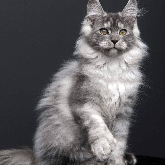 Maine Coon AP Ody