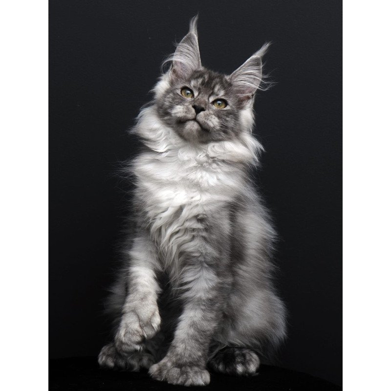 Maine Coon AP Ody