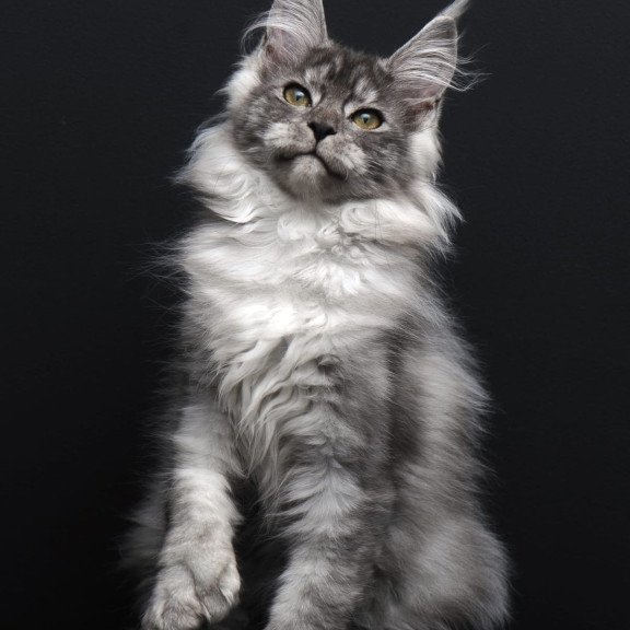 Maine Coon AP Ody