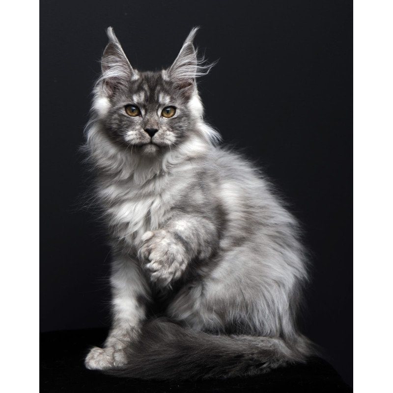 Maine Coon AP Ody