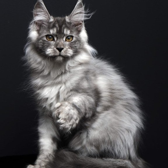 Maine Coon AP Ody