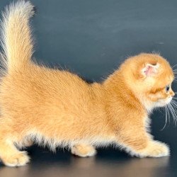 Munchkin Yzro