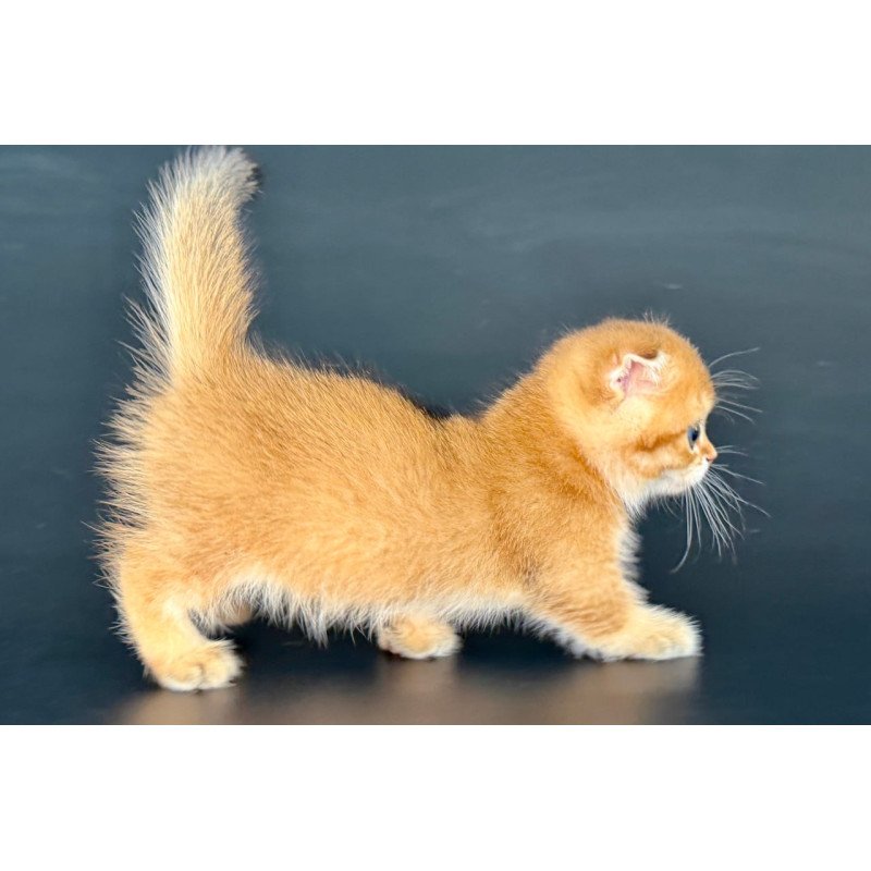 Munchkin Yzro