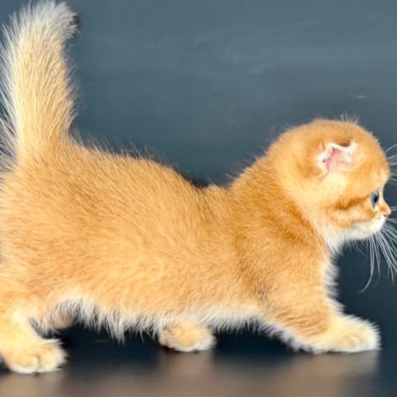 Munchkin Yzro