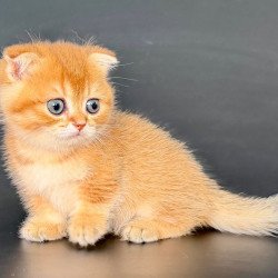 Munchkin Yzro