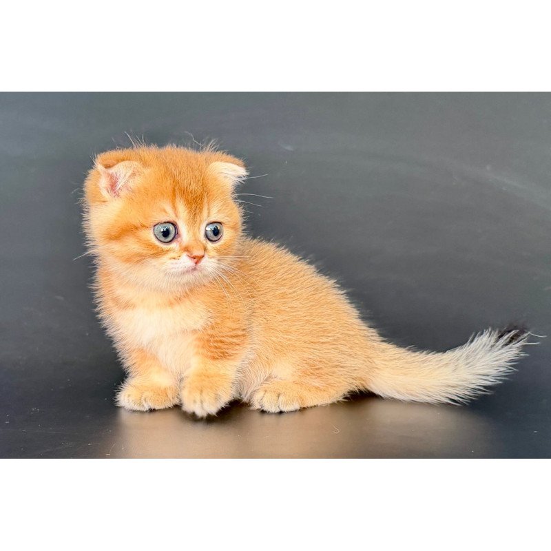 Munchkin Yzro