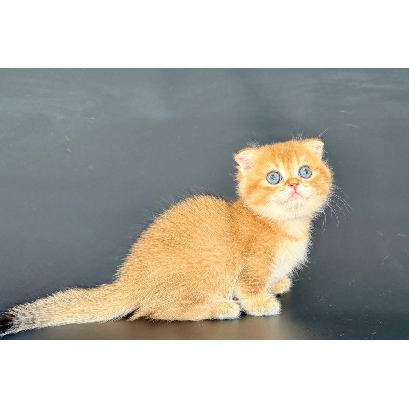 Munchkin Yzro