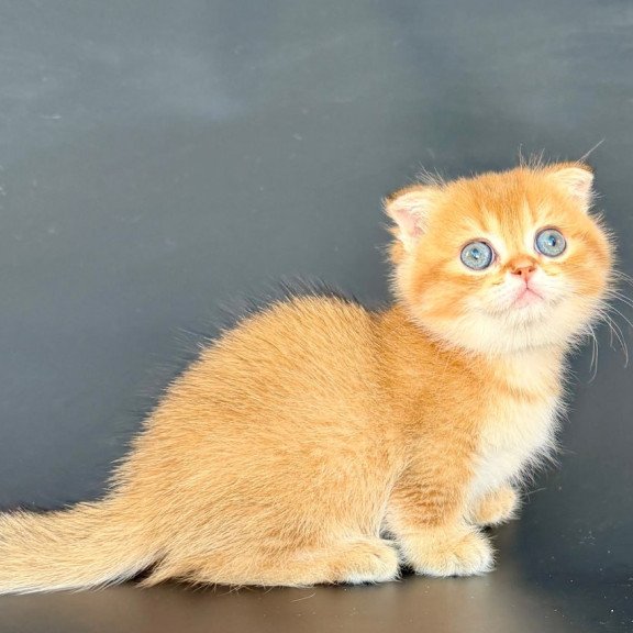 Munchkin Yzro