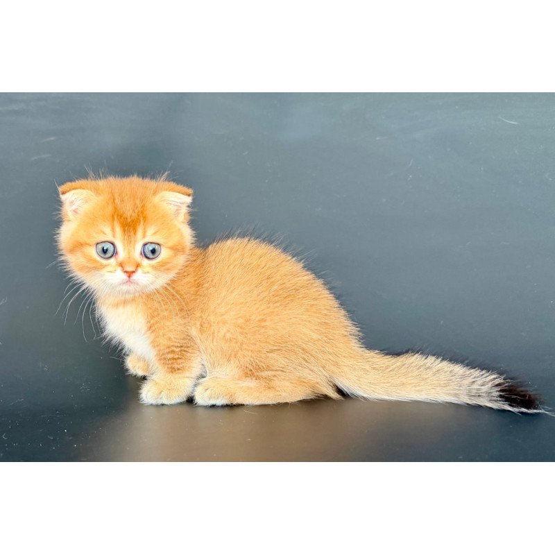 Munchkin Yzro